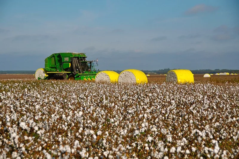cotton_harvest.jpg