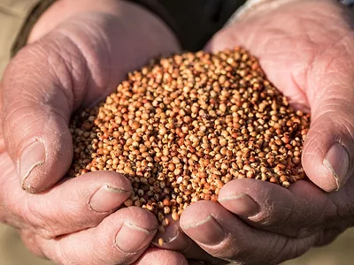 Sorghum USDA photo.jpeg
