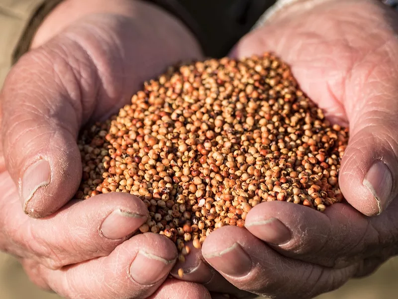 Sorghum USDA photo.jpeg