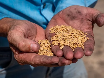 A farmer holds rice (USDA photo).jpg