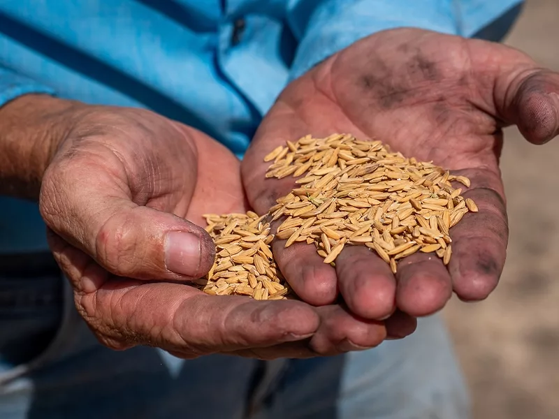 A farmer holds rice (USDA photo).jpg