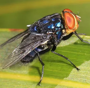 screwworm.jpg