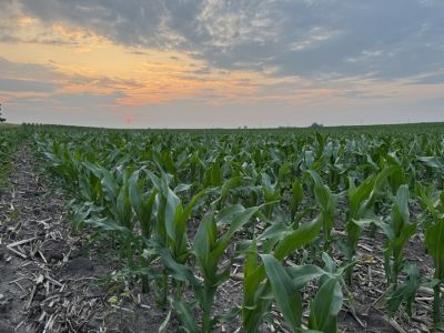 corn-field-Iowa.jpg