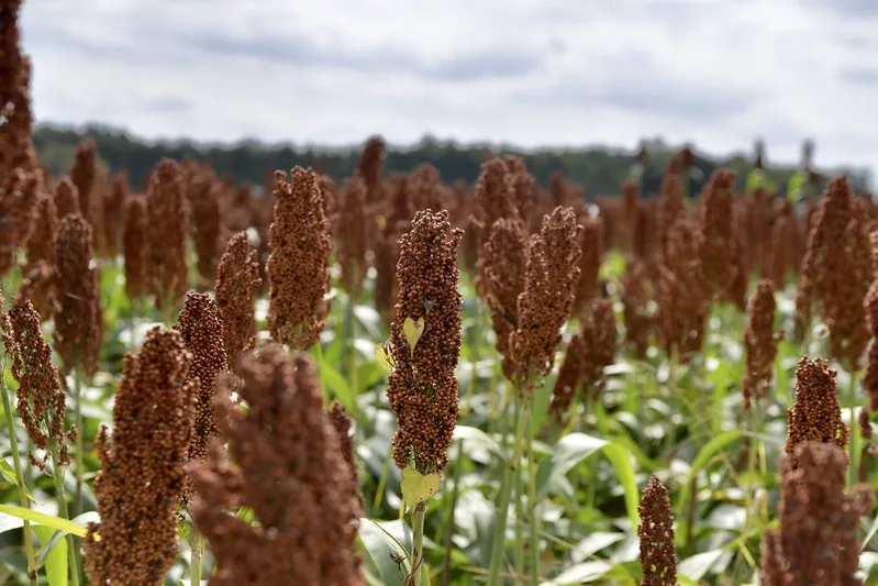 sorghum.jpg