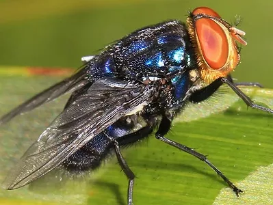 screwworm-uark.jpg
