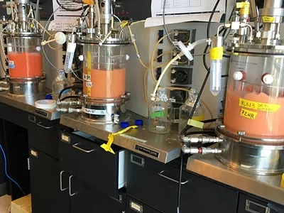 UC Davis Yeast Photo.jpg