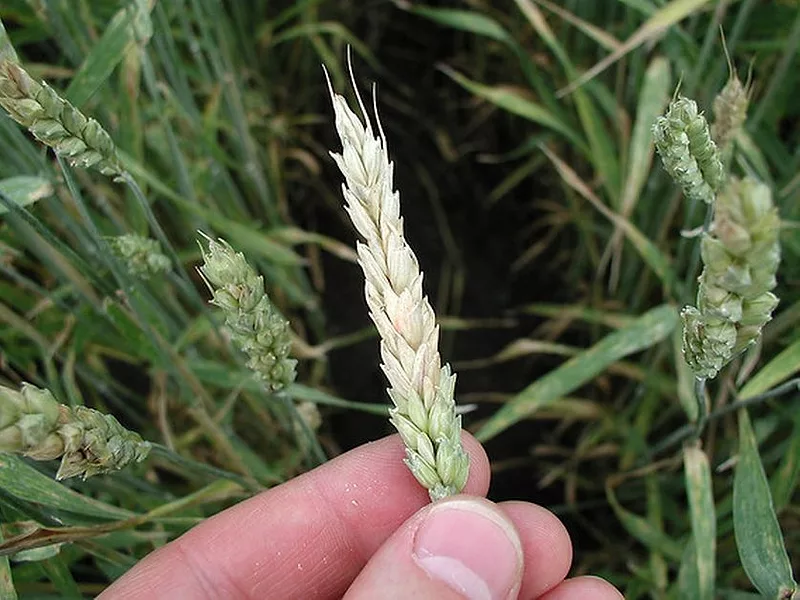 Fusarium-head-blight-USDA.jpg