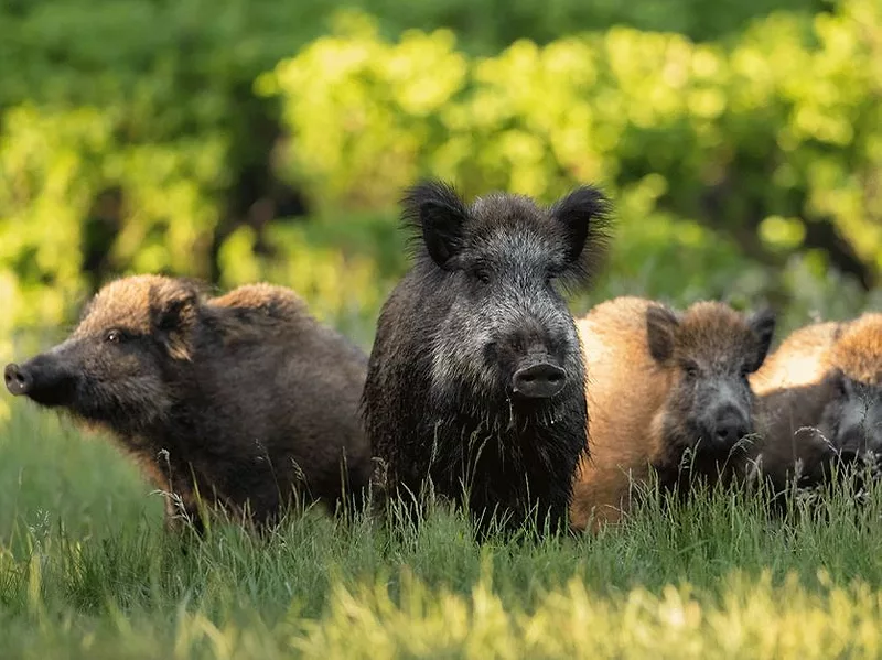 feral-hogs-aphis.jpg