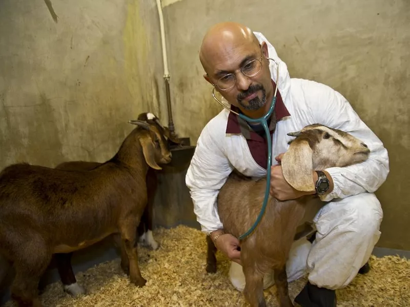 goat-vet-maryland-usda.jpg