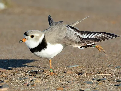 piping plover USFWS photo.jpeg