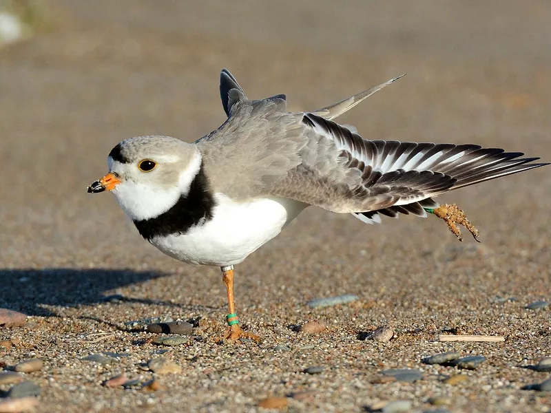 piping plover USFWS photo.jpeg