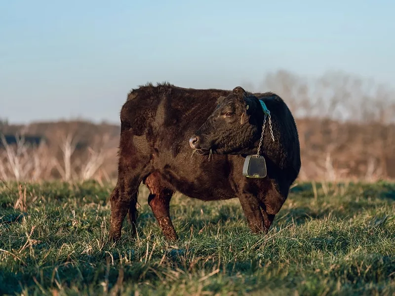 Nofence photo cattle grazing collars.jpg