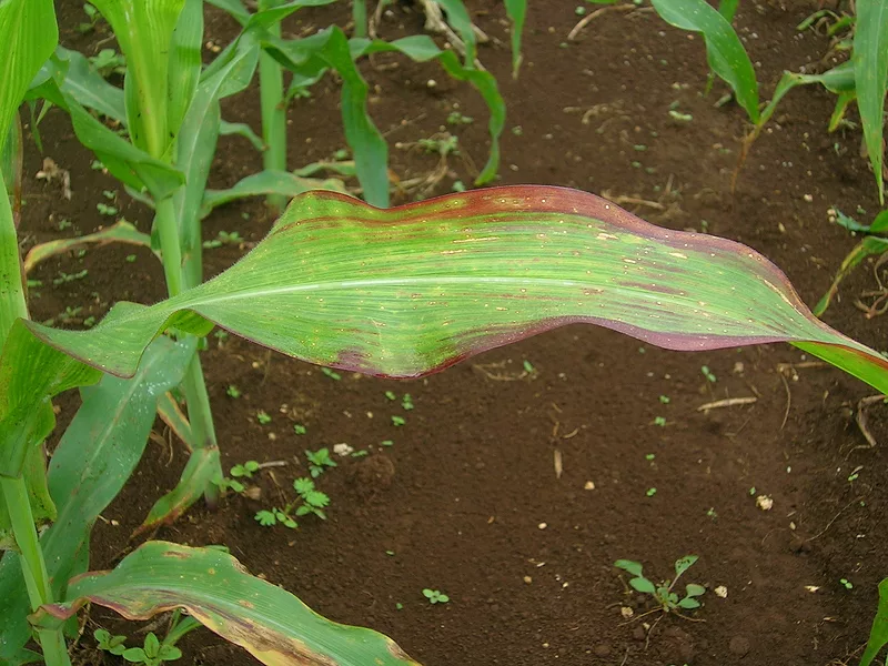 phosphorousdepletedcorn.jpg