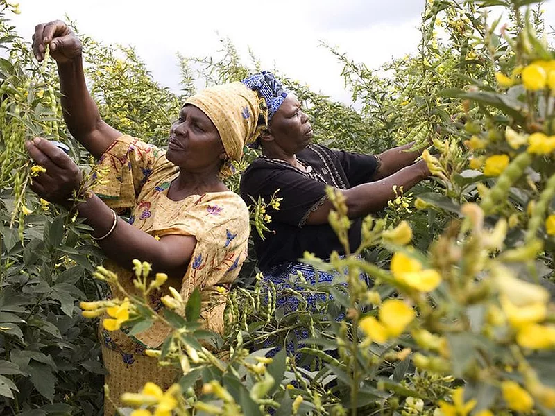 Africa_pigeonpea.jpg