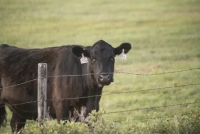 Cattle grazing USDA.jpg