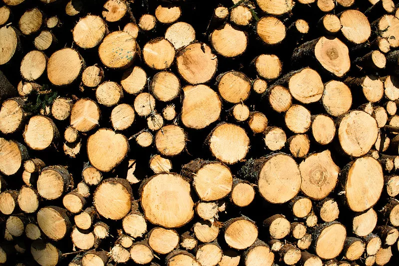 timber.jpg