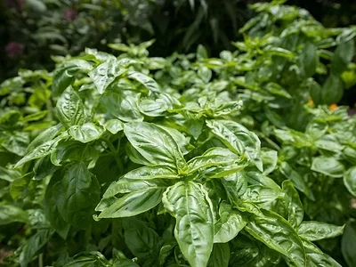 Basil - USDA Photo.jpg