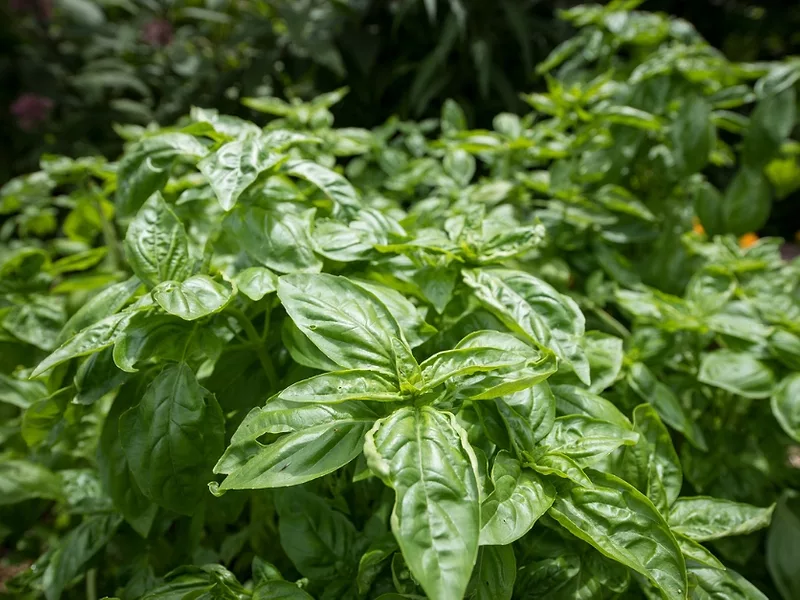 Basil - USDA Photo.jpg