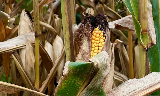Corn near harvest time in N.J.