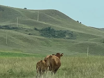 cow-calf-ND-farm-Agri-Pulse-photo.jpg