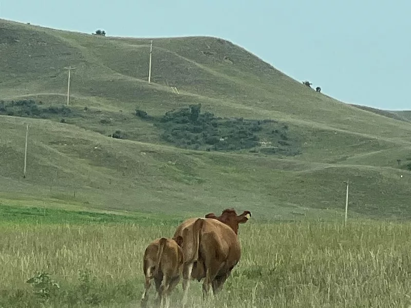 cow-calf-ND-farm-Agri-Pulse-photo.jpg