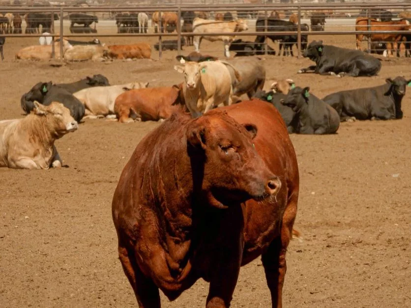 dawn-cattle-feeders-usda-photo-feedlot.jpg