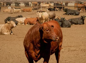 dawn-cattle-feeders-usda-photo-feedlot.jpg