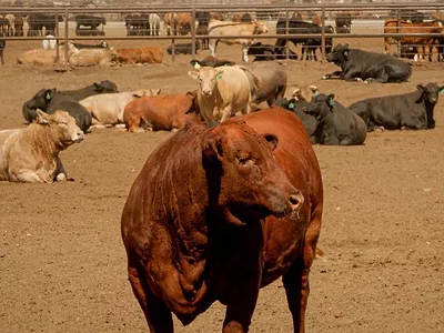 dawn-cattle-feeders-usda-photo-feedlot.jpg