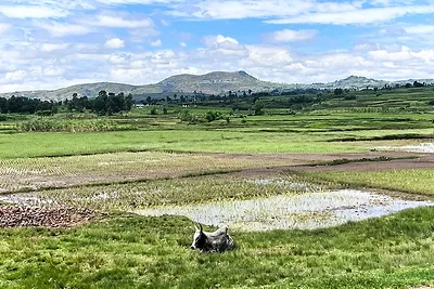 african_farm.jpg