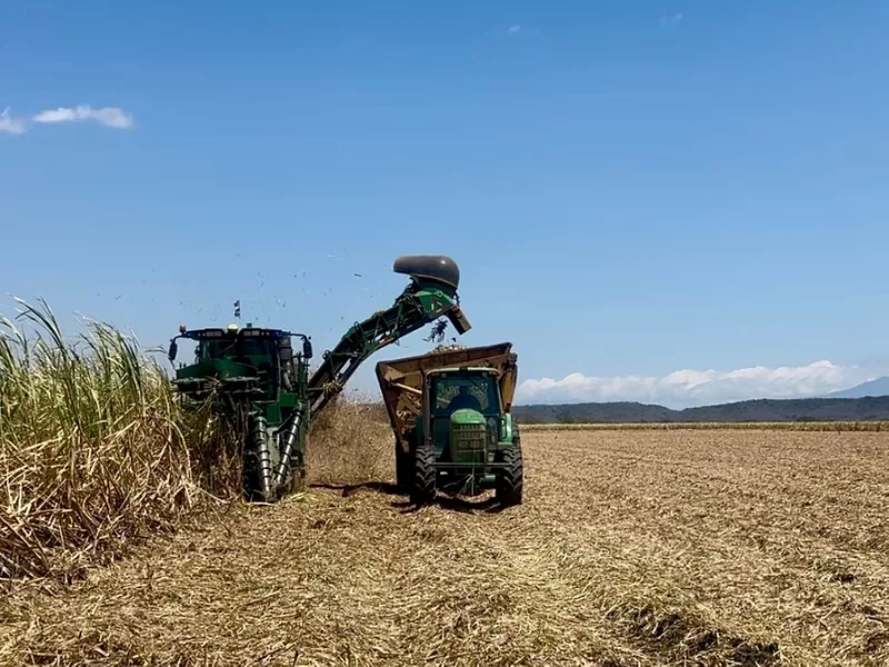 Sugar Cane Harvest.jpg