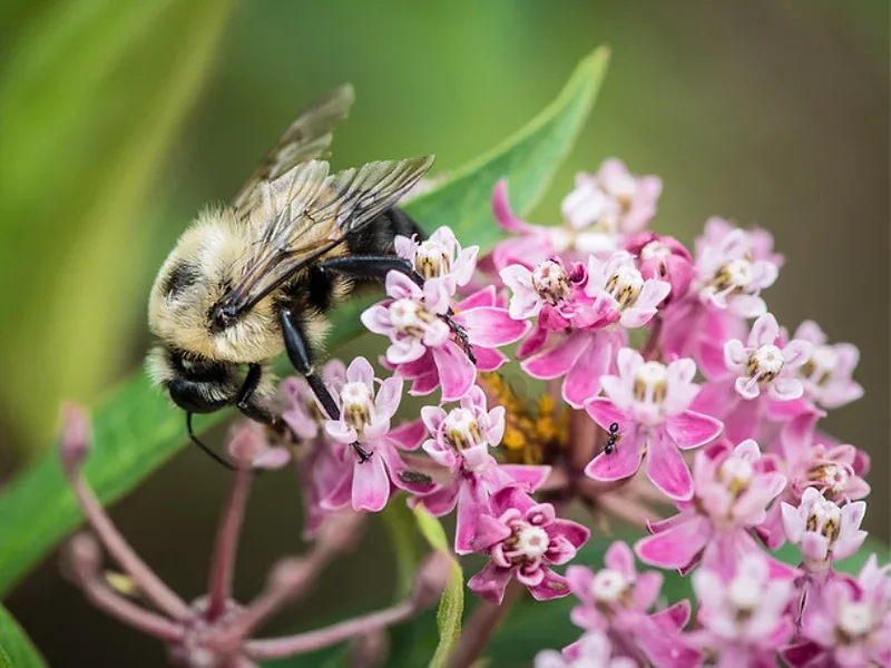 USDA-Bee.jpg