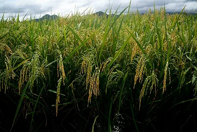 golden_rice_IRRI.jpg