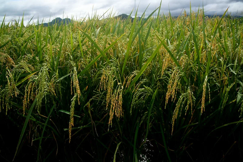 golden_rice_IRRI.jpg