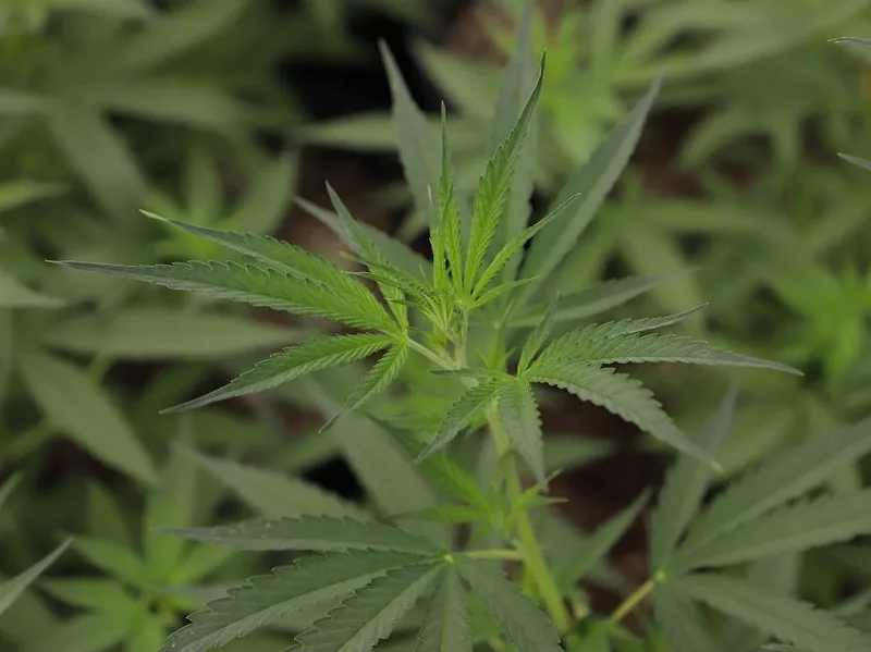 hemp-plant-USDA-photo.jpg