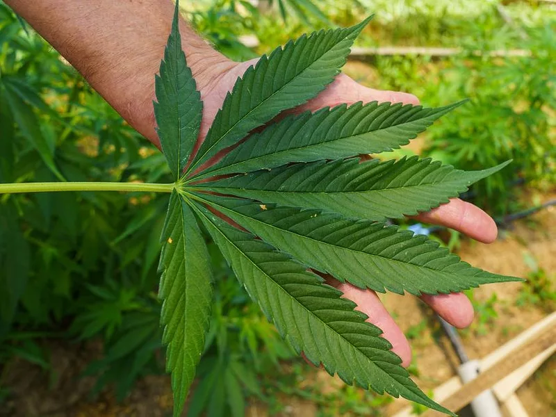 hemp-usda-photo-836.jpg