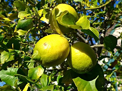lemons.jpg