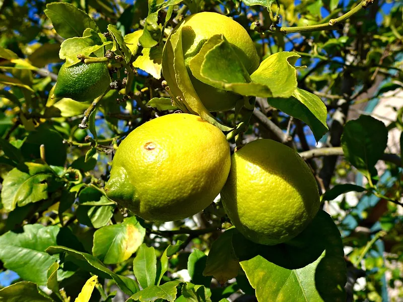 lemons.jpg