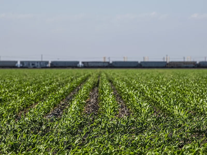 Corn field in Texas