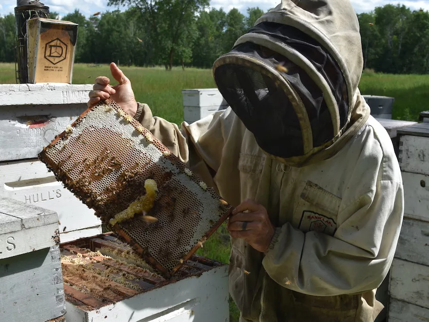 Beekeeper_with_honeycomb.JPG