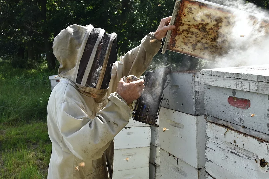 Beekeeper_with_smoker_2.JPG