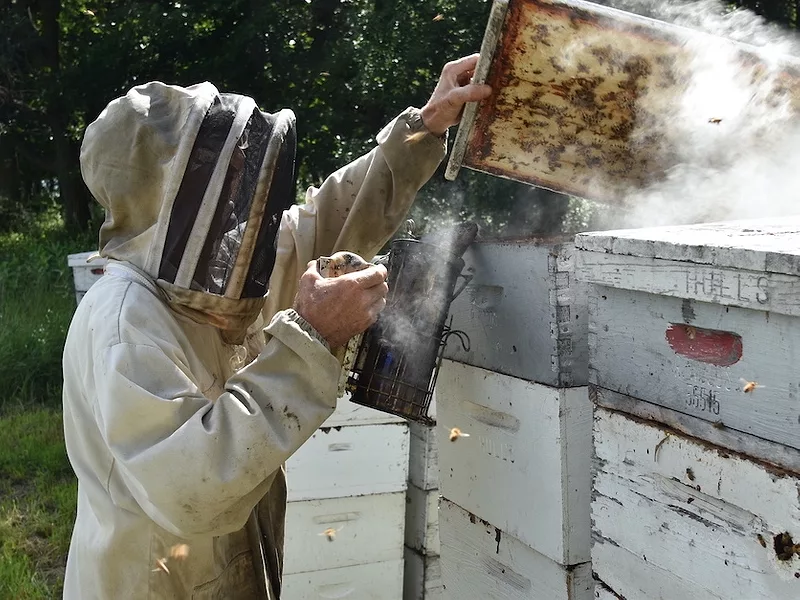 Beekeeper_with_smoker_main.jpeg