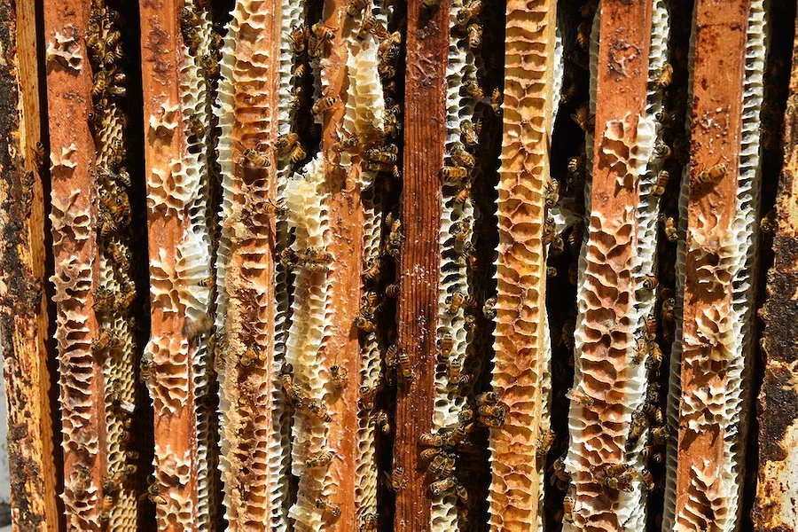 Bees_in_hive.JPG