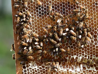 Bees_on_honeycomb.JPG