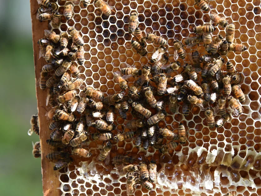 Bees_on_honeycomb.JPG