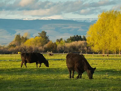 Cattle grazing.jpg