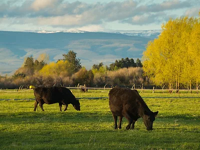 Cattle_grazing copy.png