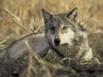 Grey_wolf.jpg
