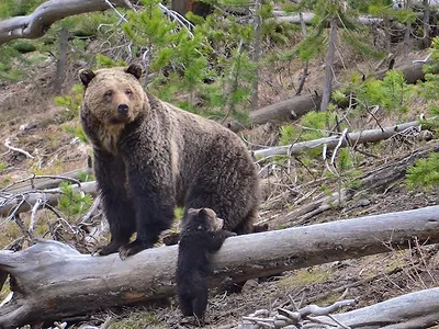 Grizzly_bear_with_credit.jpg