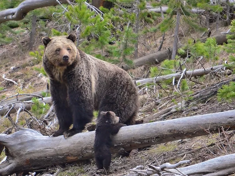 Grizzly_bear_with_credit.jpg
