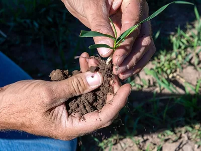Hand holding soil.jpg